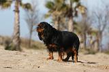 CAVALIER KING CHARLES 454